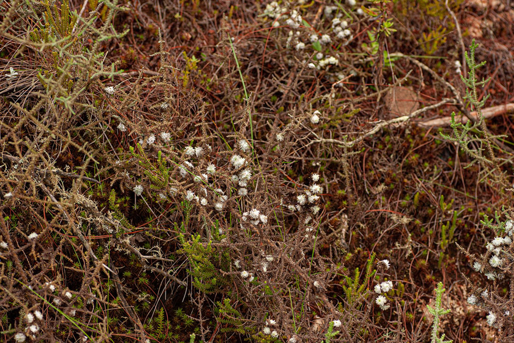 Stoebe vulgaris