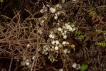 Stoebe vulgaris