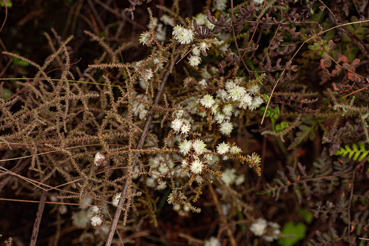 Stoebe vulgaris