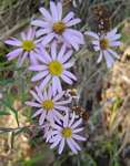 Athrixia rosmarinifolia var. rosmarinifolia