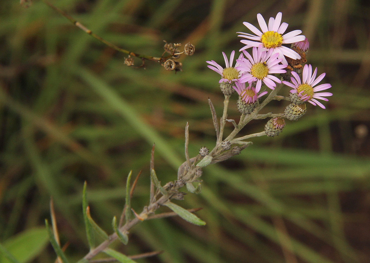 Athrixia rosmarinifolia var. rosmarinifolia