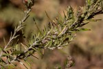 Athrixia rosmarinifolia var. foliosa