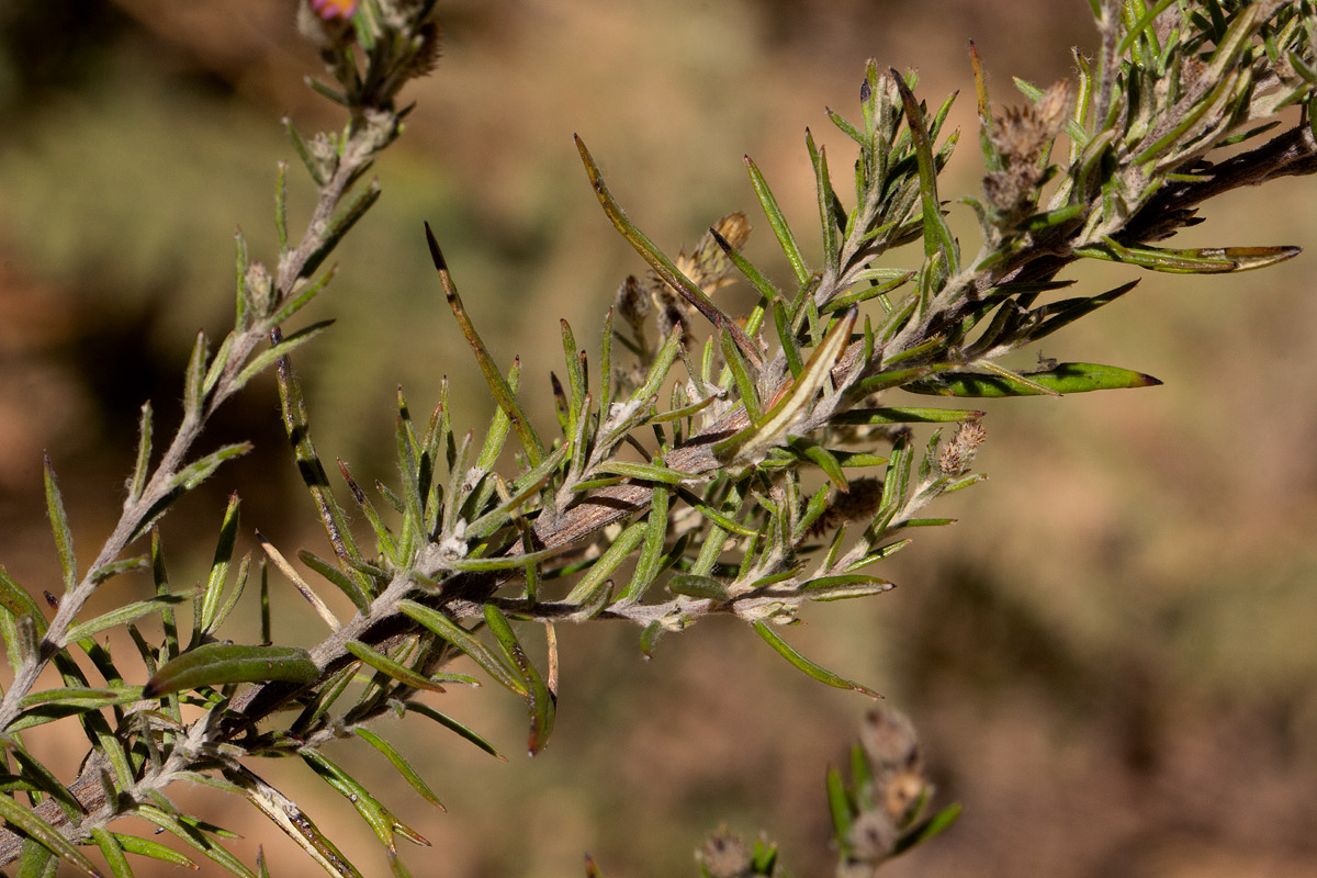 Athrixia rosmarinifolia var. foliosa