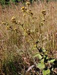 Inula glomerata