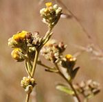 Inula glomerata