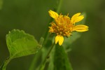Calostephane divaricata
