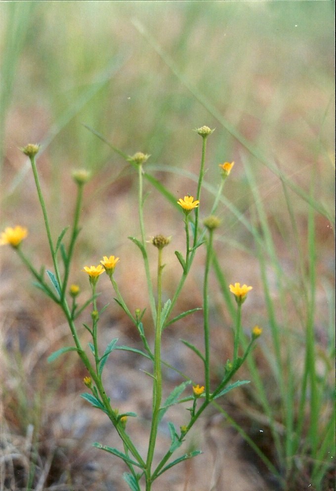 Calostephane divaricata