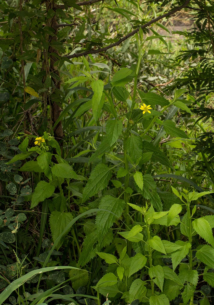 Calostephane divaricata