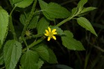 Calostephane divaricata