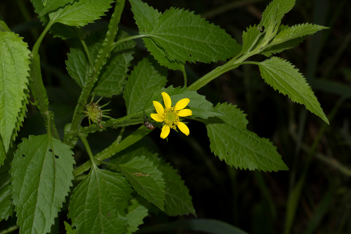 Calostephane divaricata