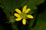 Calostephane divaricata