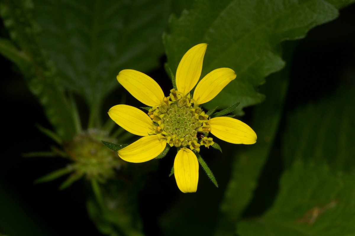 Calostephane divaricata