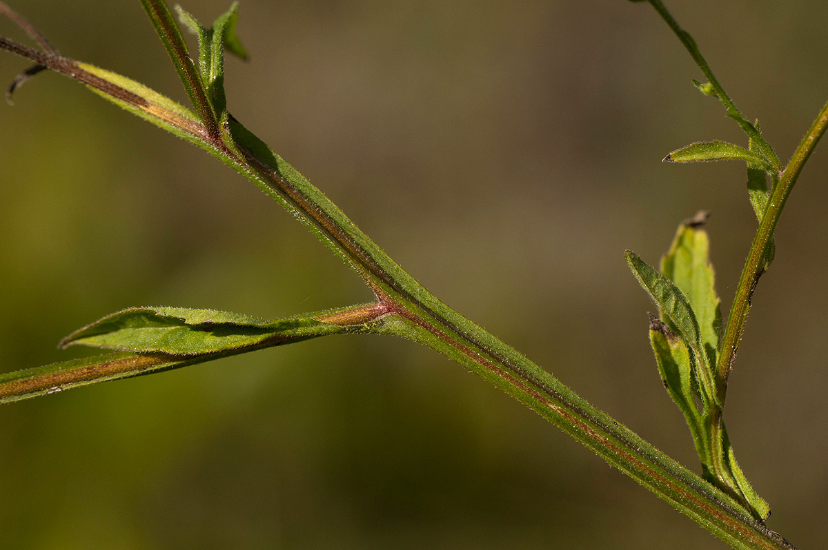 Calostephane divaricata