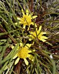 Geigeria filifolia