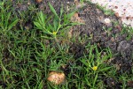 Geigeria africana subsp. ornativa