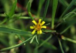 Geigeria africana subsp. ornativa