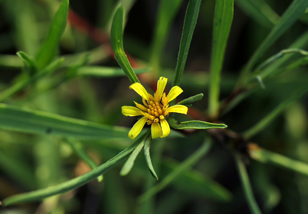 Geigeria africana subsp. ornativa