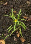 Geigeria africana subsp. ornativa