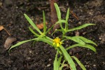 Geigeria africana subsp. ornativa