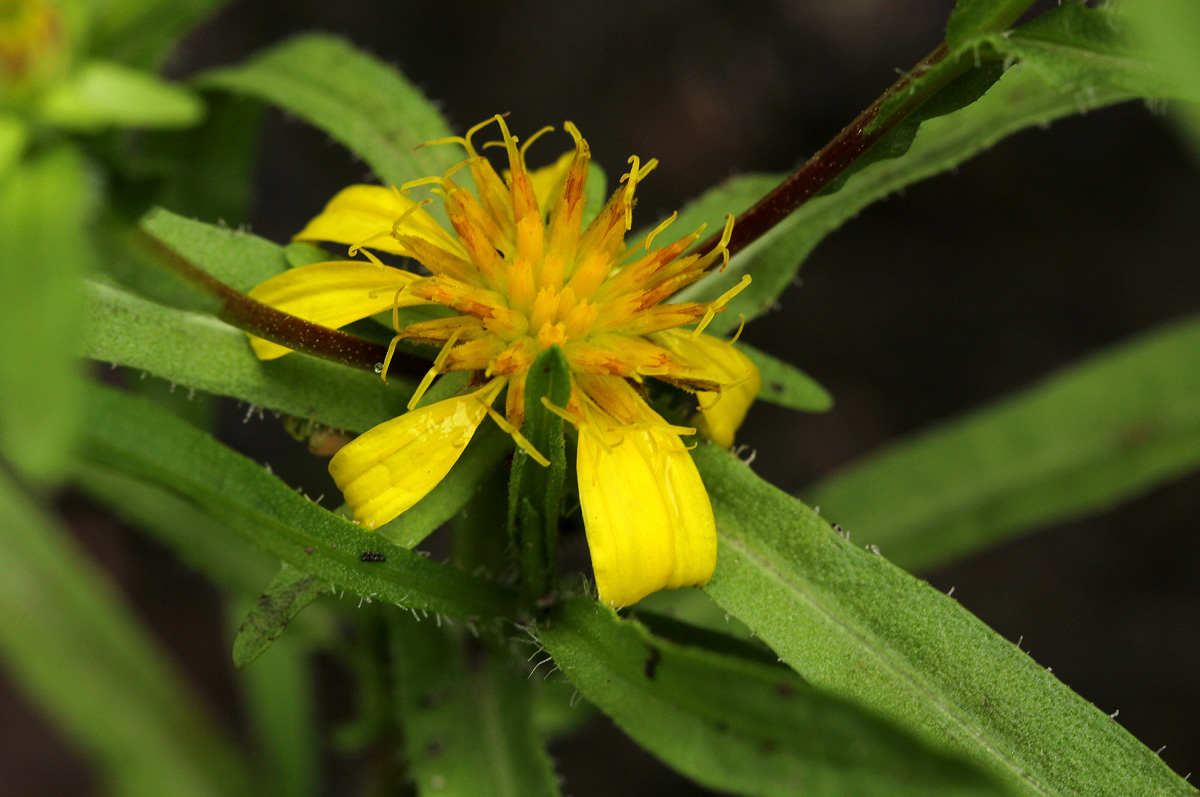 Geigeria africana subsp. ornativa