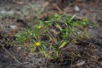 Geigeria africana subsp. ornativa