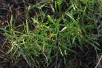 Geigeria africana subsp. ornativa
