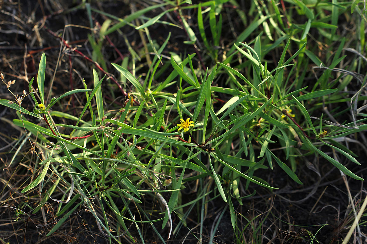 Geigeria africana subsp. ornativa