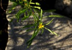 Geigeria africana subsp. ornativa