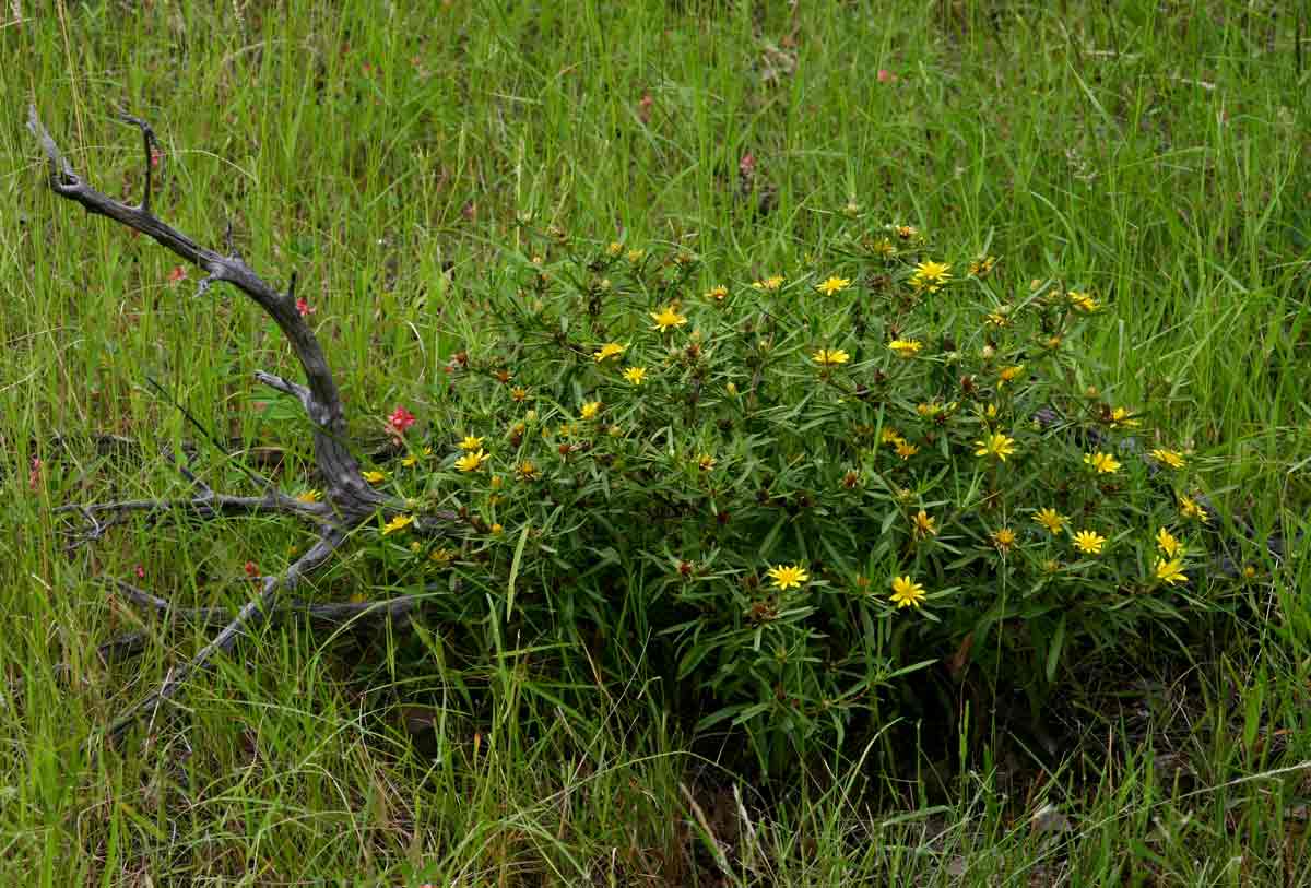Geigeria burkei subsp. burkei var. zeyheri