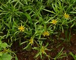 Geigeria burkei subsp. burkei var. zeyheri
