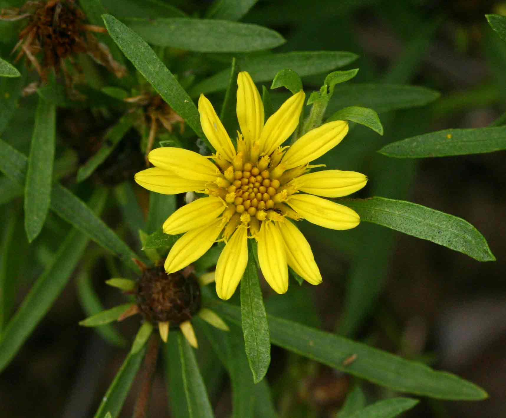 Geigeria burkei subsp. burkei var. zeyheri