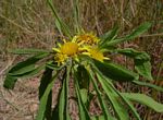 Geigeria schinzii subsp. rhodesiana