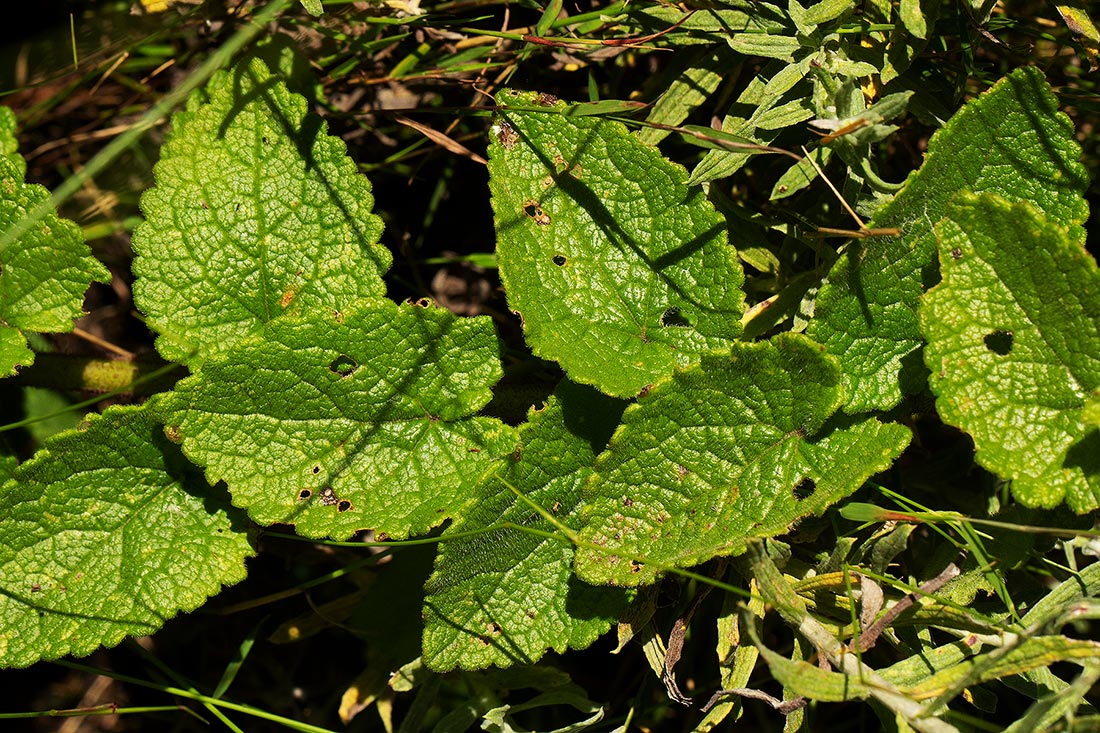Anisopappus chinensis subsp. chinensis var. buchwaldii
