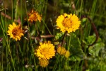 Anisopappus chinensis subsp. chinensis var. buchwaldii