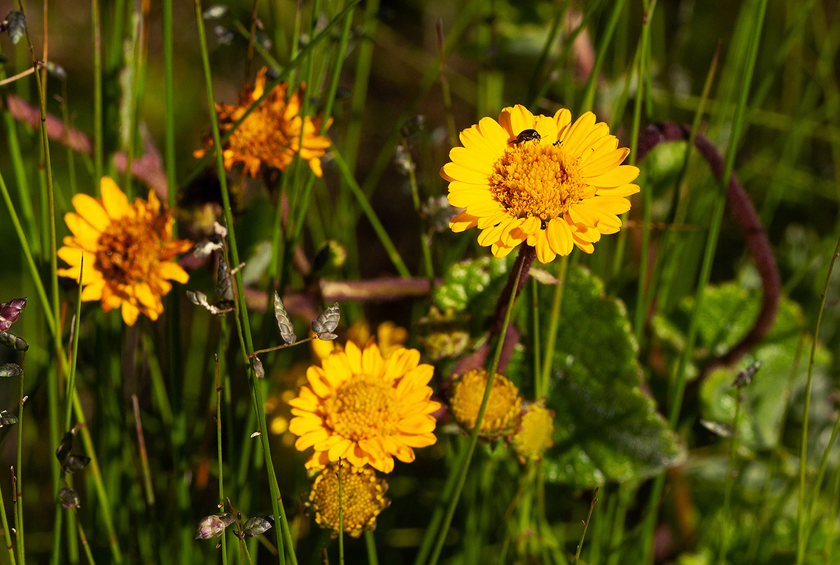 Anisopappus chinensis subsp. chinensis var. buchwaldii