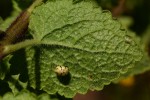 Anisopappus chinensis subsp. chinensis var. buchwaldii