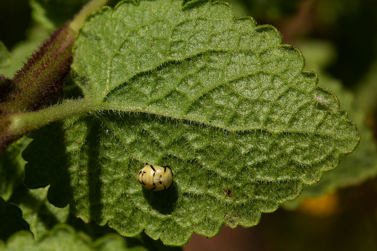 Anisopappus chinensis subsp. chinensis var. buchwaldii