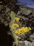 Anisopappus kirkii