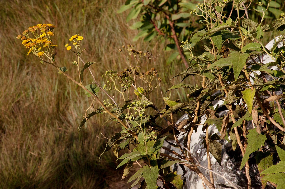 Anisopappus kirkii