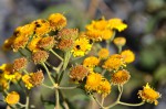 Anisopappus kirkii