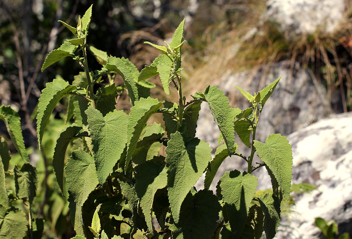 Anisopappus kirkii