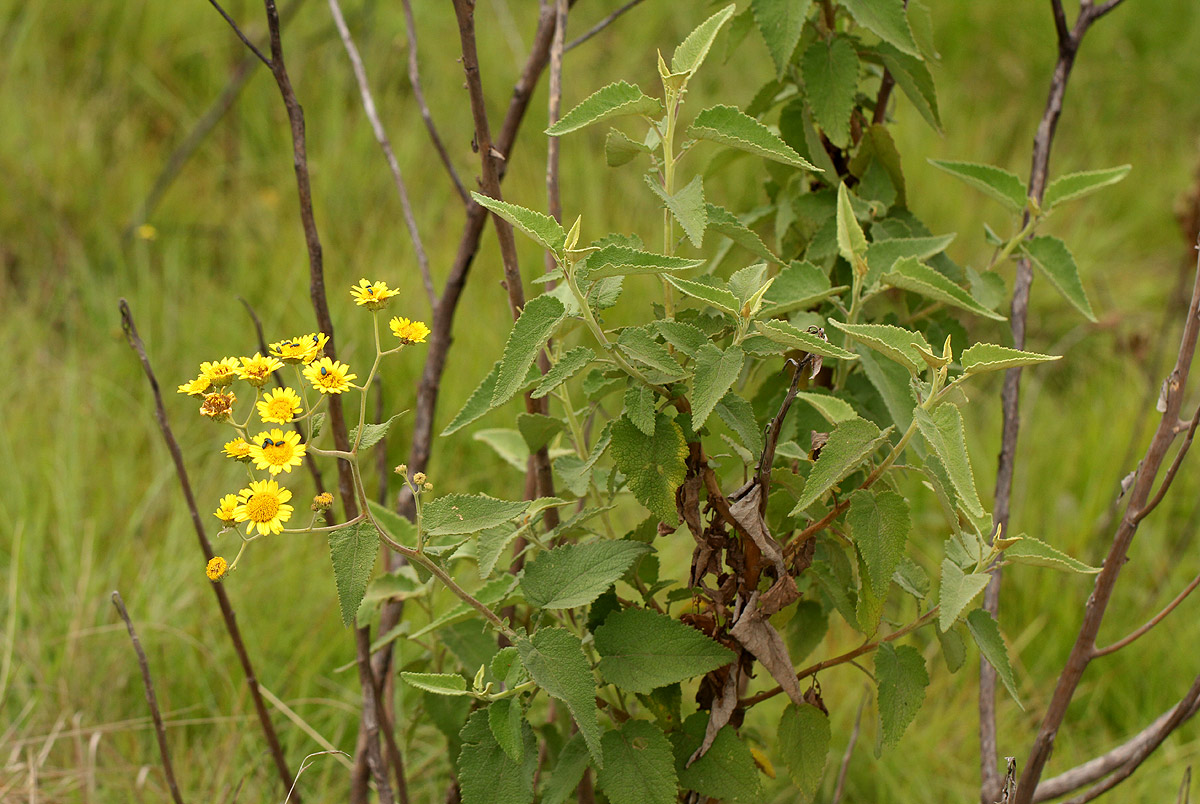Anisopappus kirkii