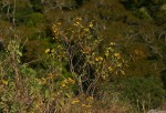Anisopappus kirkii