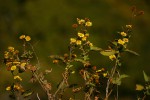 Anisopappus kirkii