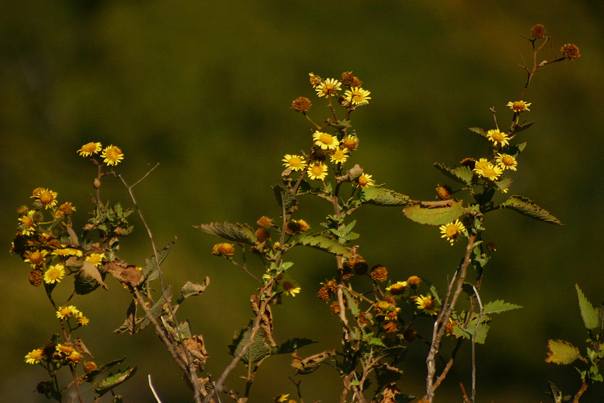 Anisopappus kirkii