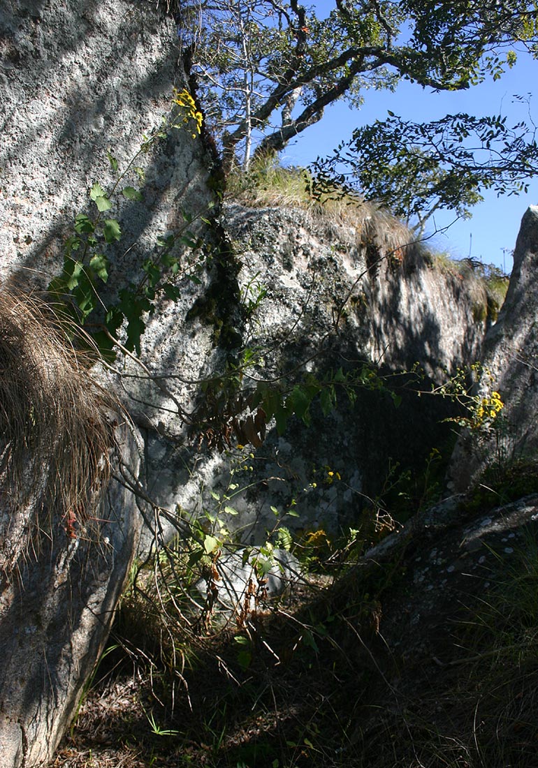 Anisopappus kirkii