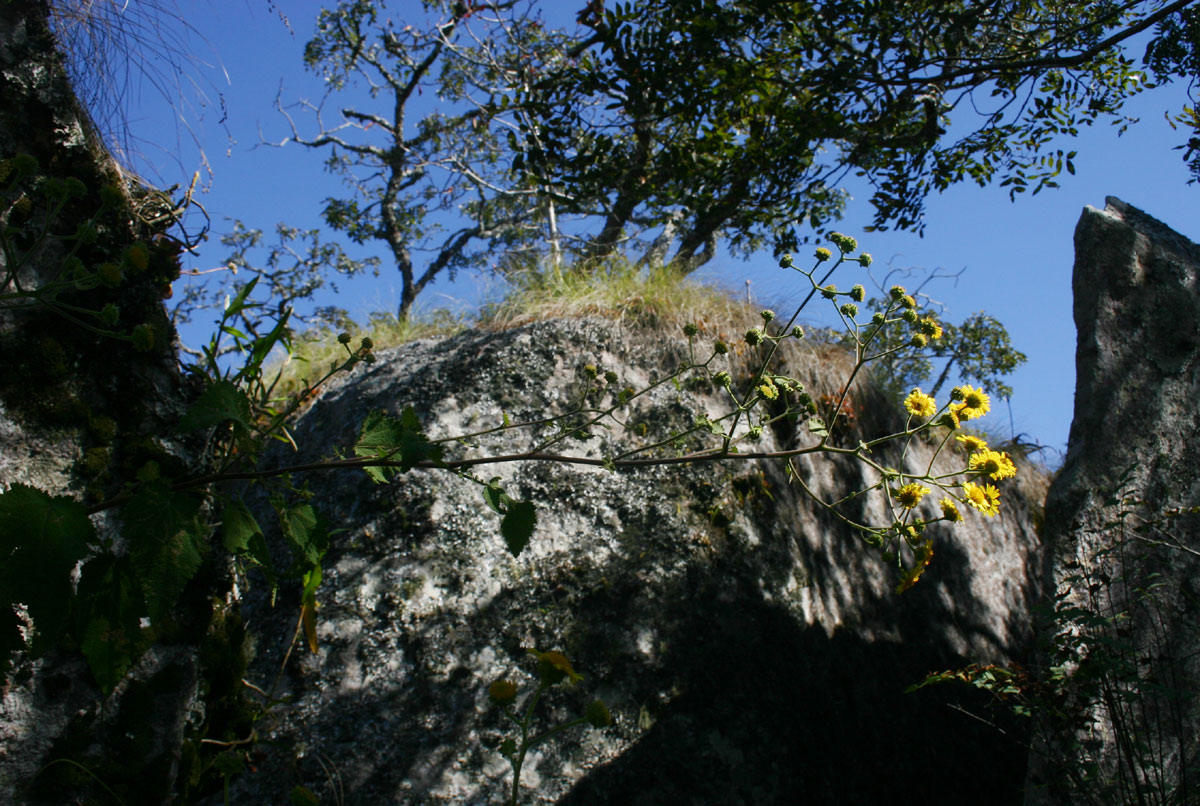 Anisopappus kirkii
