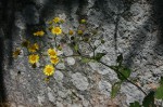 Anisopappus kirkii