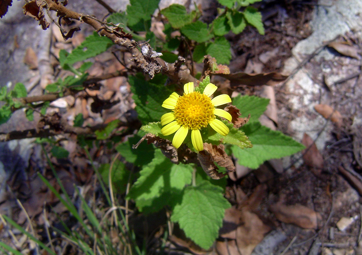 Anisopappus kirkii