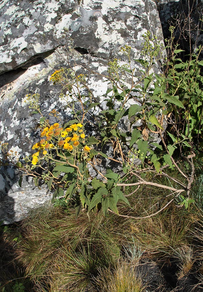 Anisopappus kirkii